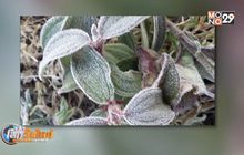 ฮือฮา! ภูกระดึง เกิดแม่คะนิ้ง ครั้งแรกในรอบปี