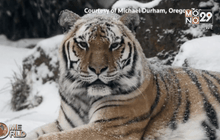 สวนสัตว์ลอนดอนนับจำนวนสัตว์