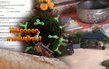 ไข้เลือดออกสายพันธุ์ใหม่ ? 15-07-62