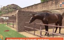 อินเดียพยายามรักษา “ม้ามาร์วารี” สายพันธุ์เอก