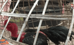 โมโหเพื่อนบ้านทำร้ายไก่ชน ใช้มีดแทงคู่กรณีดับ