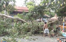 กิ่งโพธิ์อายุ 300 ปี โค่นทับศาลาวัด จ.นครนายก