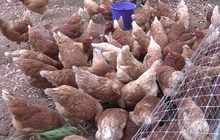 ชวนกินไข่ไก่ออร์แกนิกดอยวาวี เชียงราย