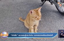 “เจ้าเสือ” แมวแสนรู้ประจำด่าน ออกตรวจพร้อมเจ้าหน้าที่