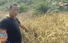 เจ้าของสวนปาล์มผงะระเบิดเอ็ม 67 ถอดสลัก