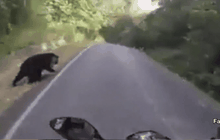 หนุ่มบิ๊กไบค์เจอหมีควายเขาใหญ่