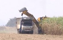 แบนพาราควอตกระทบธุรกิจน้ำตาล 1.5 แสนล้าน