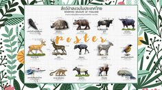 โปสเตอร์สัตว์ป่าสงวนในไทย 15 ชนิด