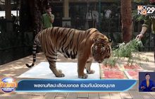 ผลงานศิลปะเสือเบงกอล ร่วมกับน้องอนุบาล