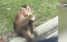 ลิงแสมหนีออกจากบ้าน