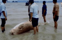 พะยูนถูกฆ่าตัดหัวเอาเขี้ยวทำเครื่องราง