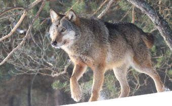 A Wolf’s Choice – Family or Freedom?