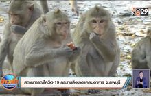 สถานการณ์โควิด-19 ส่งผลให้ลิงขาดแคลนอาหาร จ.ลพบุรี