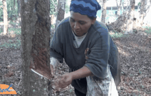 เกษตรกร จ.ยะลาทยอยนำยางไปขาย