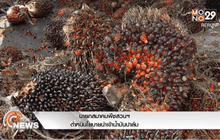 นายกสมาคมพืชสวนฯ ตำหนินโยบายนำเข้าน้ำมันปาล์ม
