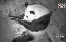 สัตวแพทย์เชื่อหลินฮุ่ยยังไม่แท้ง