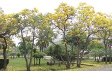 “ดอกเหลืองปรีดียาธร” บานสะพรั่งรับหน้าร้อน