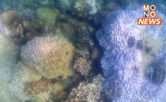 ภัยคุกคามใต้ท้องทะเล! ปะการังฟอกขาว วิกฤตสุดในรอบ 5 ปี