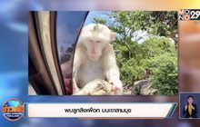 พบลูกลิงเผือก บนเขาสามมุข