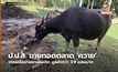 ป.ป.ส. ขายทอดตลาด ‘ควาย’ จากเครือข่ายยาเสพติด มูลค่ากว่า 3.9 แสนบาท