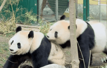 แพนด้าผสมพันธุ์กันที่สวนสัตว์ในออสเตรีย