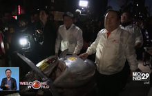 ประมูลปลาทูน่ายักษ์ในญี่ปุ่น