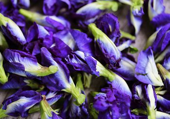 อัญชัน สรรพคุณดีงาม มีสารต้านอนุมูลอิสระ และ บำรุงผมดกดำเงางาม