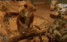 อุ้มบุญลูกจิงโจ้กำพร้า