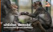 เข้าใจโรค ‘ฝีดาษลิง’ จากโรคประจำถิ่นสู่การติดเชื้อข้ามทวีป