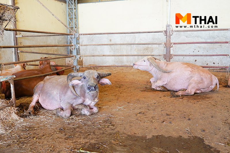 ไถ่ชีวิต โค กระบือ