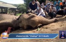 เจ้าของปางอาลัย “ช้างย่านุช” 83 ปี ล้มแล้ว