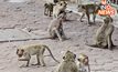 “แก้ปัญหาลิงล้นเมือง” เตรียมย้ายลิงลพบุรีล็อตแรก 100-200 ตัว ไปสถานอนุบาล