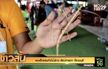 พบตั๊กแตนกิ่งไม้ยักษ์ สัตว์หายาก ที่ราชบุรี