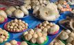 ตลาดเห็ดริมทาง “ขายข้างหน้า เก็บข้างหลัง” สร้างรายได้เลี้ยงครอบครัว