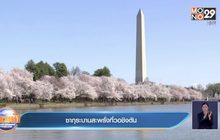 ซากุระบานสะพรั่งที่วอชิงตัน