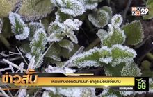 เหมยขาบดอยอินทนนท์-ซากุระม่อนแจ่มบาน