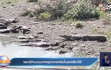 จระเข้จำนวนมากหลุดจากฟาร์มในแอฟริกาใต้
