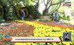 ชวนชมพรรณไม้งามอร่ามสวนหลวง ร.๙ ครั้งที่ 32