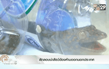 ลักลอบนำสัตว์ต้องห้ามออกนอกประเทศ