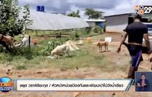คลายปริศนา ! แกะ-แพะตาย 16 ตัวพบสุนัขรุมกัด