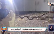 ผวา งูเหลือมเลื้อยเข้าห้องทารกวัย 11 วันนอนอยู่