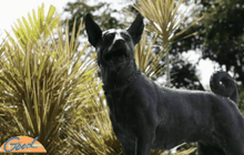 เตรียมบรรจุกระดูกคุณทองแดง ในฐานอนุสาวรีย์ที่อำเภอหัวหิน