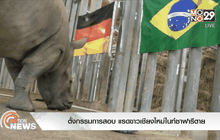 ตั้งกรรมการสอบ แรดขาวเชียงใหม่ไนท์ซาฟารีตาย