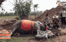 สิ้น “ใบหยก” ควายไทยค่าตัว 5 ล้านบาท