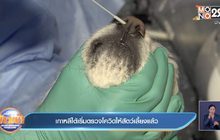 ​เกาหลีใต้เริ่มตรวจโควิดให้สัตว์เลี้ยงแล้ว