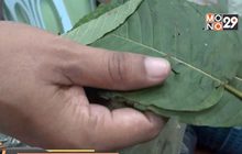 ยธ.จ่อทบทวนปลด “กระท่อม” พ้นยาเสพติด