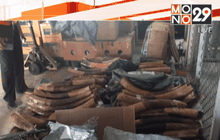 ยึดงาช้างและเกล็ดตัวนิ่มมูลค่า 80 ล้านบาท