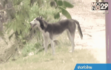 โคราชประกาศพื้นที่ภัยพิบัติหมาบ้า