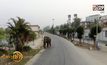 ช้างป่าหลงโขลงหลุดเข้าไปยังชุมชนในจีน