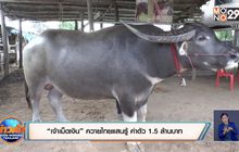 “เจ้าเม็ดเงิน” ควายไทยแสนรู้ ค่าตัว 1.5 ล้านบาท